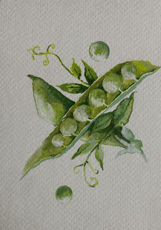 Pea pod, Oil postcard, 2025
