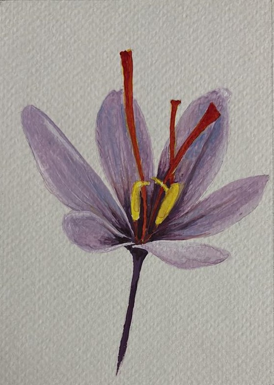 Saffron flower, Oil postcard, 2025
