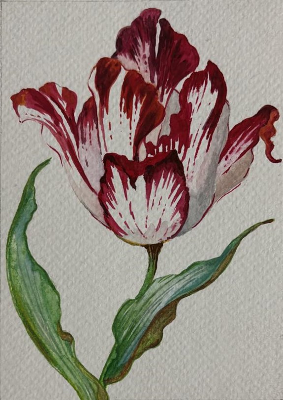 Tulip, Oil postcard, 2025